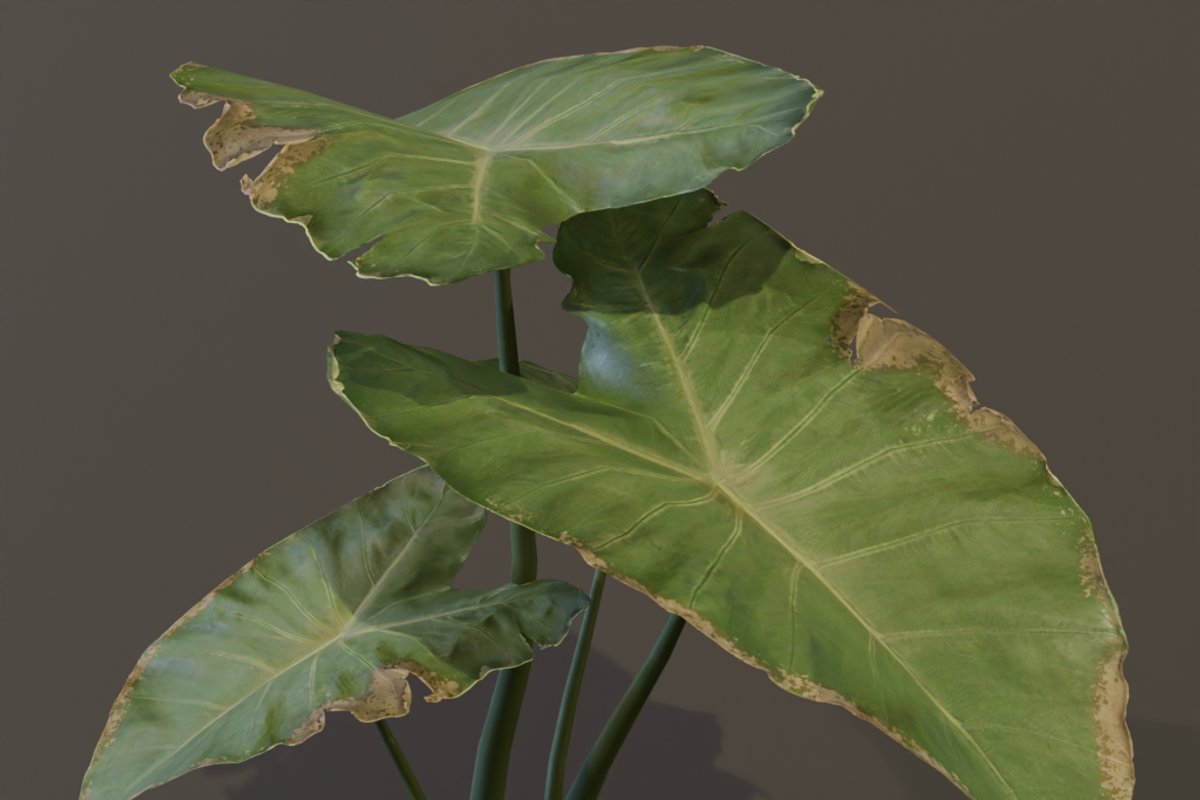 The BroadLeaf Taro Bush, a Plants & Tree 3D Model by FuturePastCreatives (Photo 8 of 19)