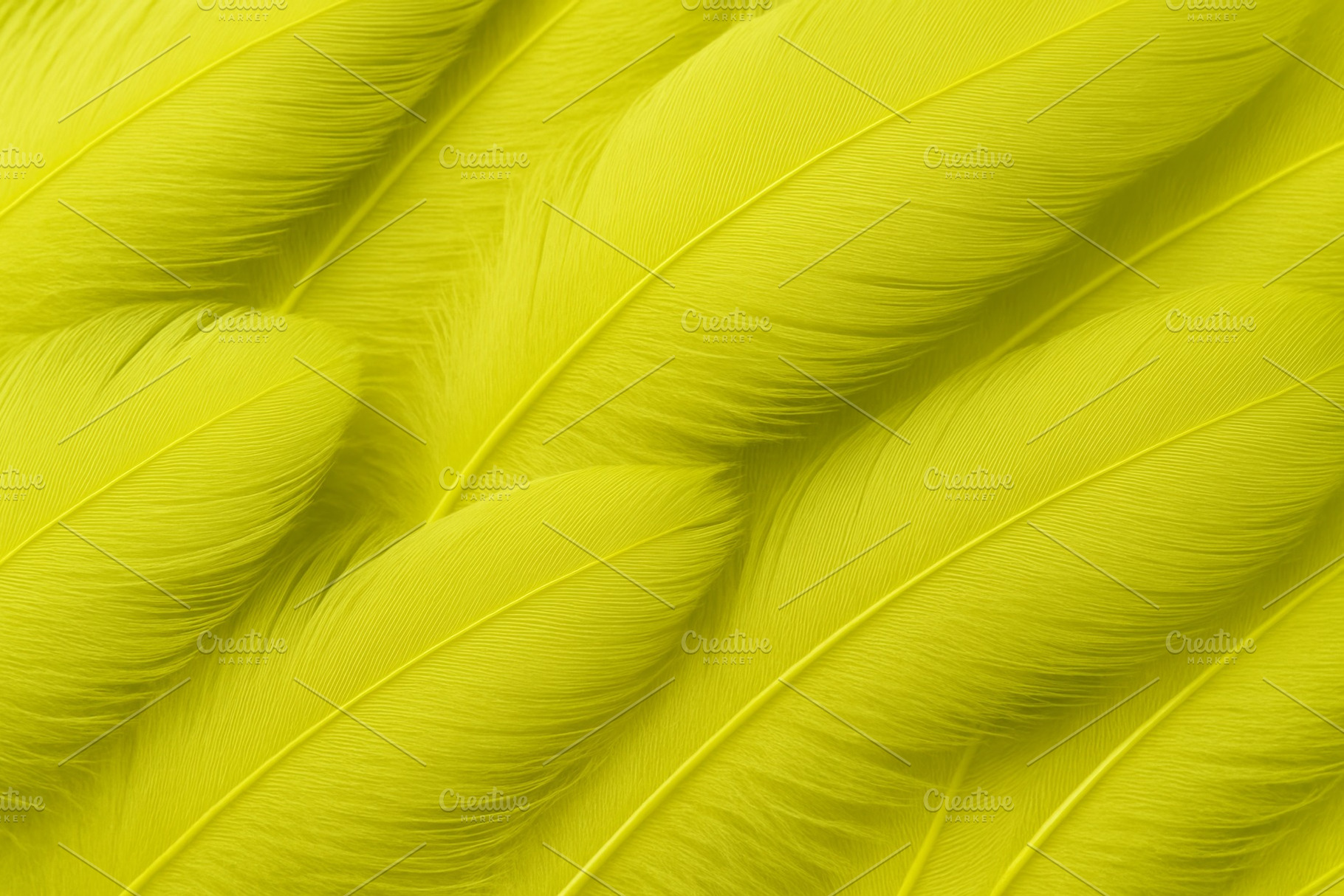 Chartreuse feathers background with, a Photo by Dvoevnore photos