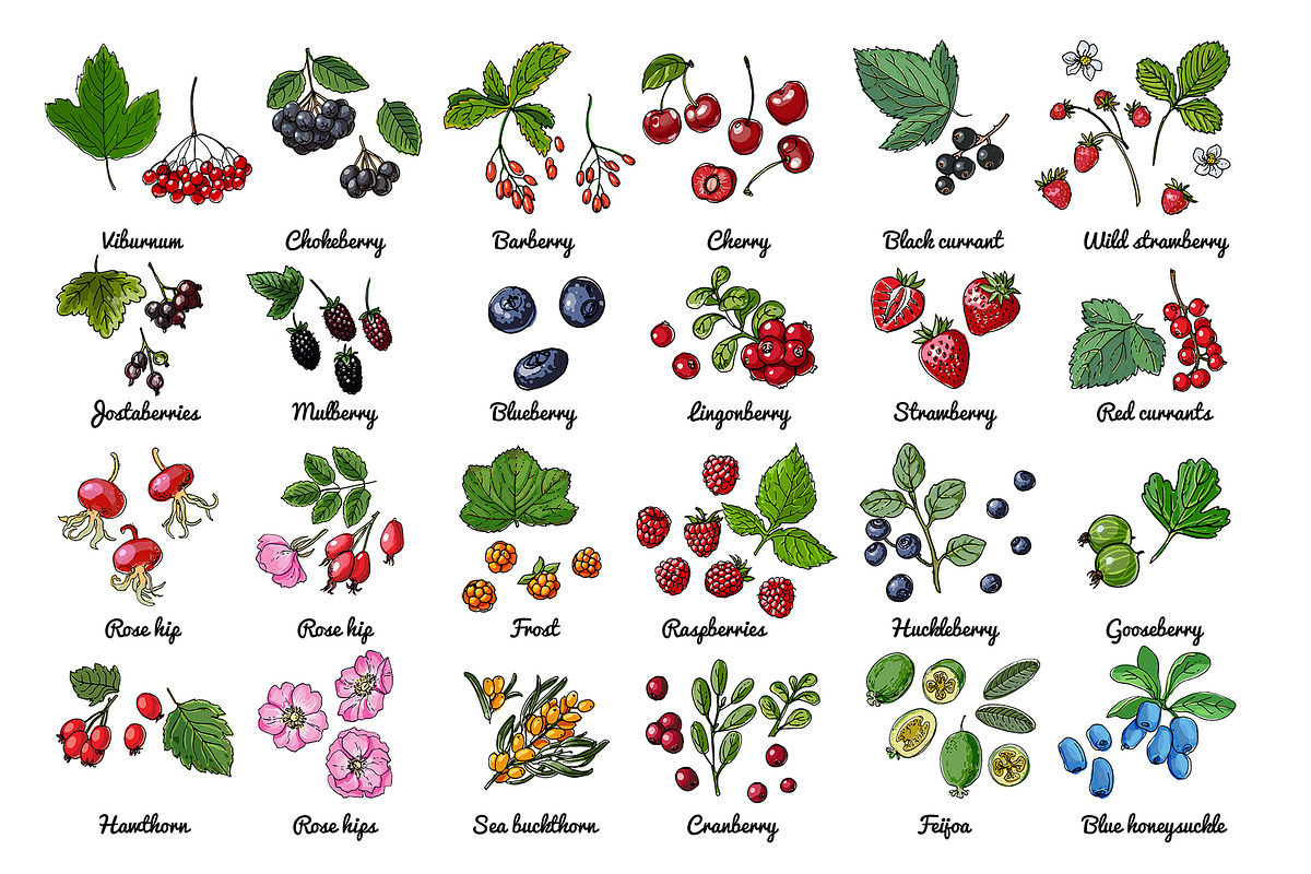 Vector food: vegetables and fruits, a Food Illustration by irina.vaneeva (Photo 2 of 16)