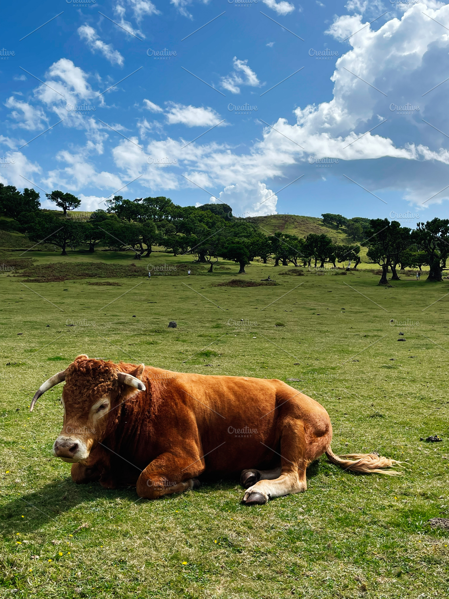 Relaxed cow resting on a grassy field in Madeira Portugal Fanal Forest under a, a Photo by AS photostudio