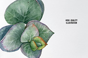 Watercolor eucalyptus leaves clipart, an Object Graphic by yana.fefelova (Thumbnail 4 of 4)