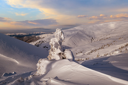 Snow covered fir trees on snowy mountain plateau, tops with snow, a Nature Photo by YuriyB
