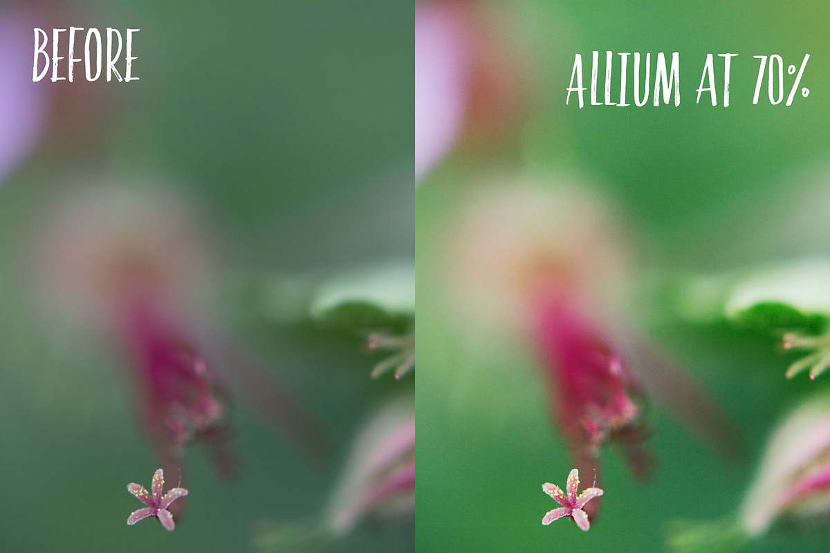Allium PHOTOSHOP action, an Action Add-On by Les Hirondelles Ph (Photo 9 of 9)