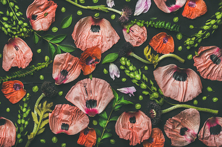 Pink and red flower petals containing background, natural, and floral, a Nature Photo by Foxys