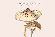 Cottagecore Clipart Set, a Healthcare Illustration by Secret Helper (Thumbnail 4 of 7)