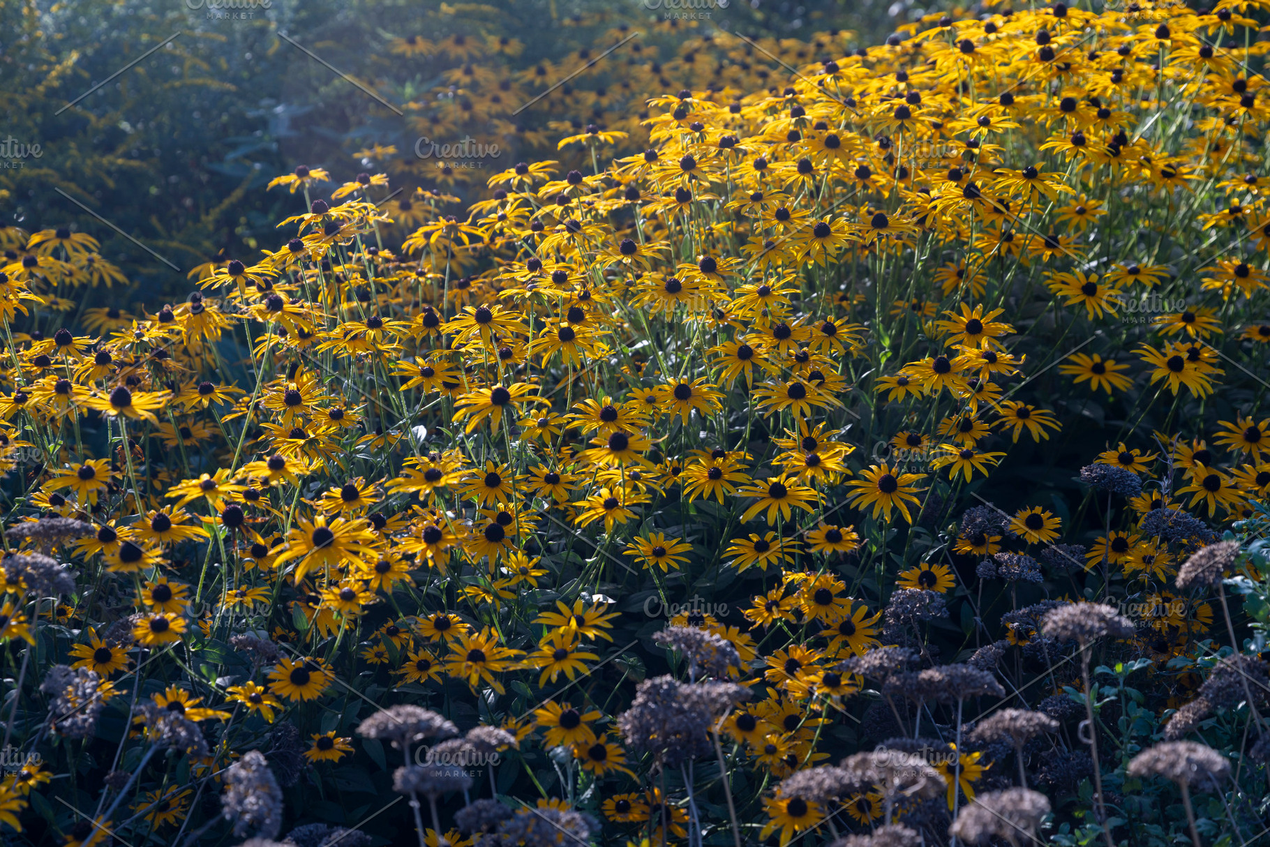 Large field of yellow black-eyed susan flowers blooming under so, a Nature Photo by Imaginarium