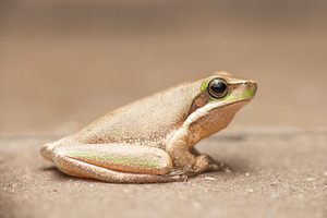 Eastern Dwarf Tree Frog