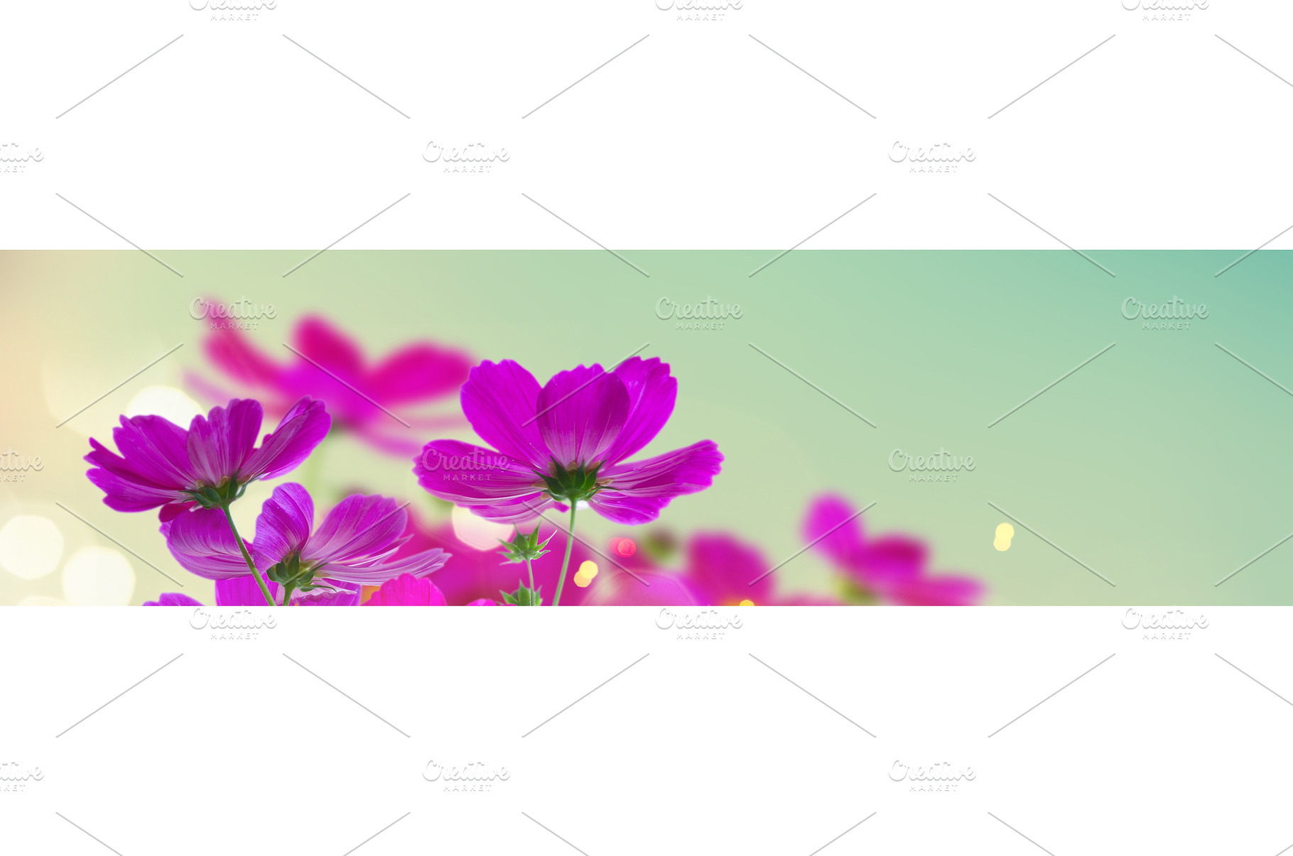 Cosmos pink flowers, a Nature Photo by Neirfy