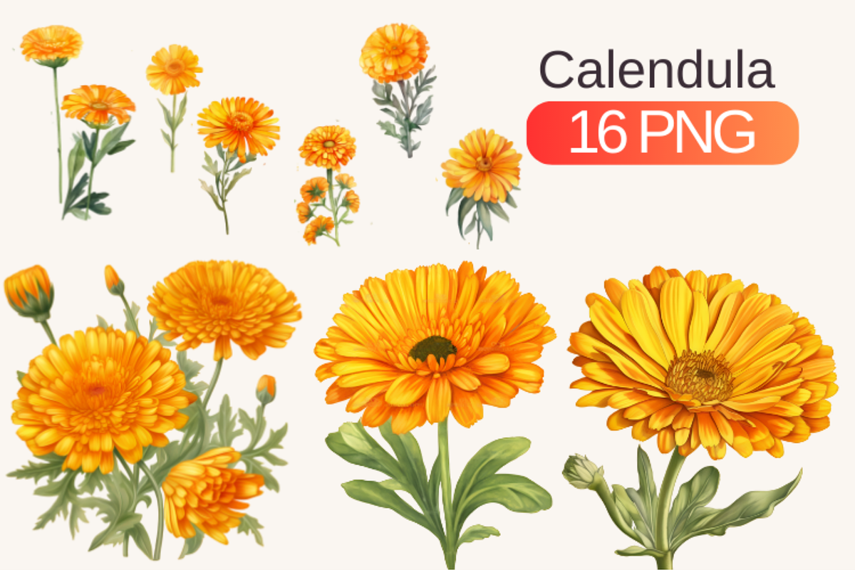 Watercolor Calendula flowers, a Decorative Illustration by TimCanvaTemplate (Photo 1 of 5)