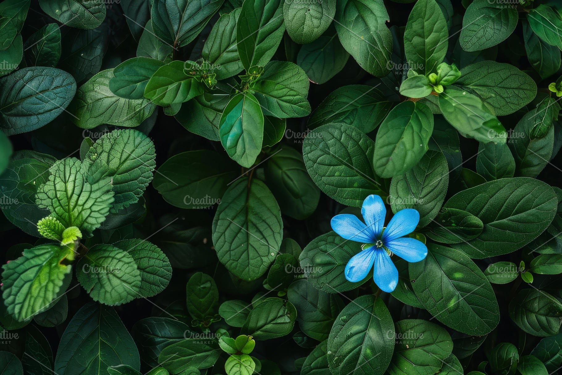 A striking blue flower stands out am, a Photo by Tanuart