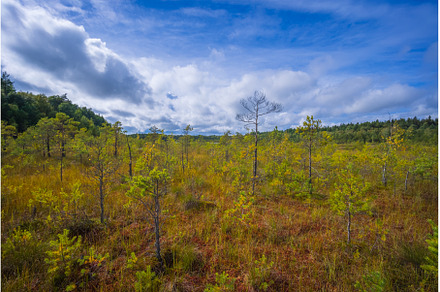 Beautiful landscape in the swamp, a Nature Photo by Lukas Jonaitis SHOP