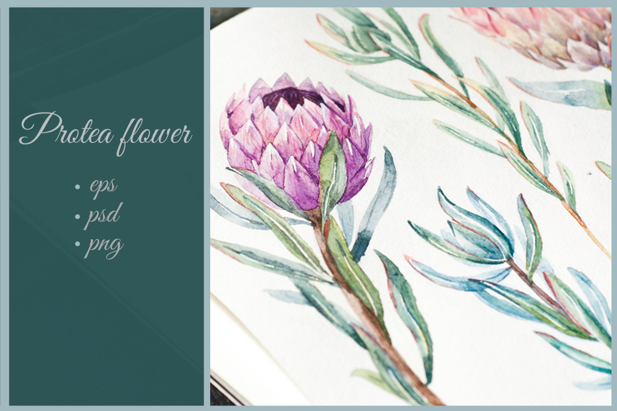 Watercolor Flower Protea, an Illustration by Lembrik's Artworks (Photo 1 of 5)