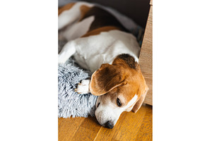 Portrait of Adult male beagle dog, a Technology Photo by MadPhotos