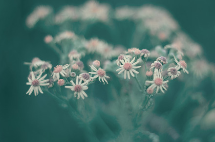 Spring garden stock photograph, a Nature Photo by ApertureVintage