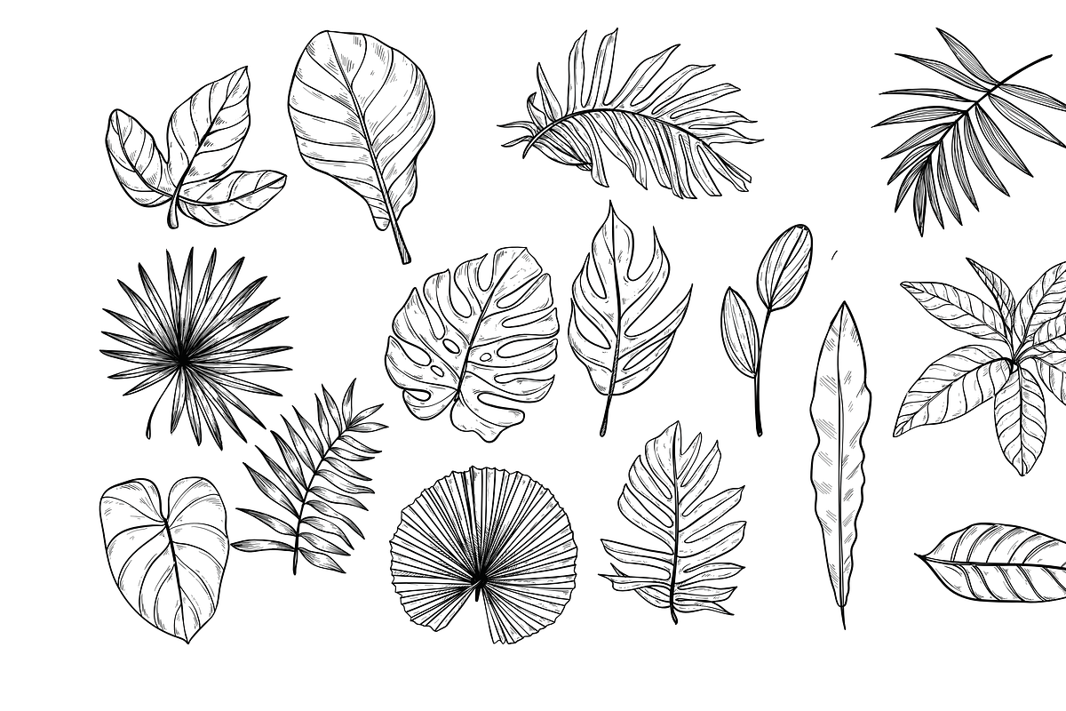 tropical leaves handdrawn collection, an Object Graphic by nikagraphic