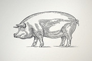 Pigs in graphical style, an Animal Illustration by Countryside life (Thumbnail 2 of 11)