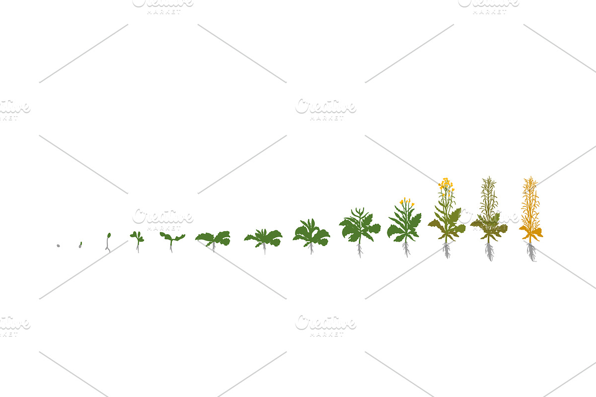 Vegetable growth stages pack, a Food Illustration by Ilia Design (Photo 6 of 9)