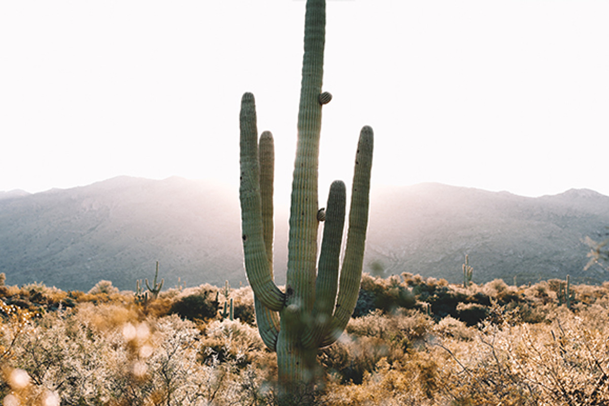 Sunrise cactus in the desert, a Nature Photo by remi + tori (Photo 1 of 2)