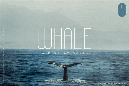Whale Quirky Display Sans Serif