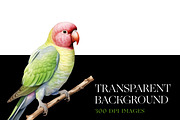 Parakeet Clipart, Macaw Parrot PNG, an Animal Illustration by BrushstrokeArtGB (Thumbnail 6 of 9)
