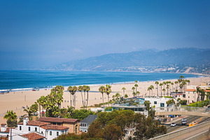 Palms in Santa Monica