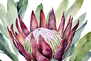 King Protea Watercolor Collection, a Decorative Illustration by Karliefie (Thumbnail 3 of 5)