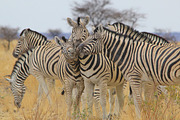 Zebra - Loving Stripes and Life, an Animal Photo by Wildlife Wonder (Thumbnail 2 of 2)