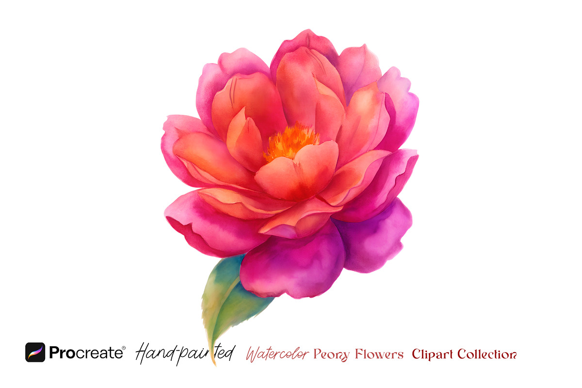 Watercolor Peony Flowers Clipart, an Object Illustration by crafty (Photo 2 of 10)