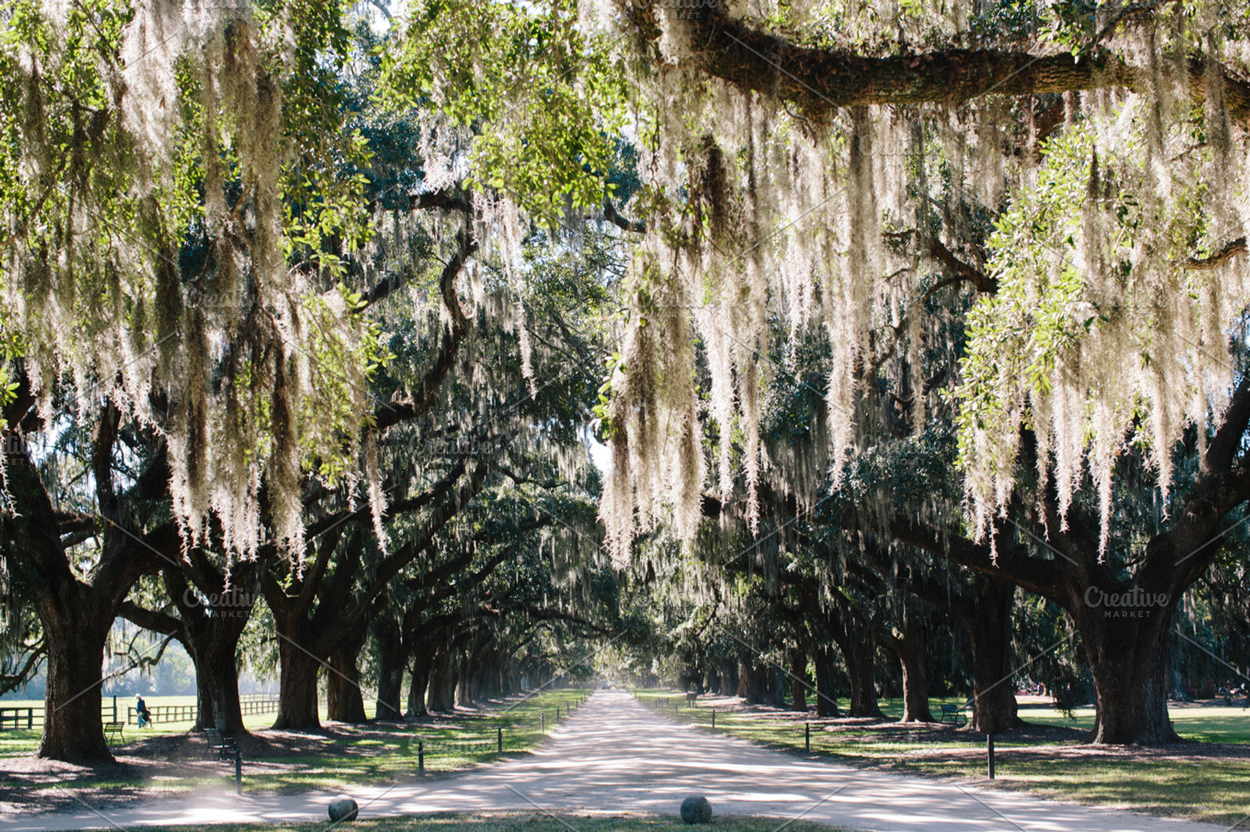 Oak Trees, a Photo by Paige Winn Photo