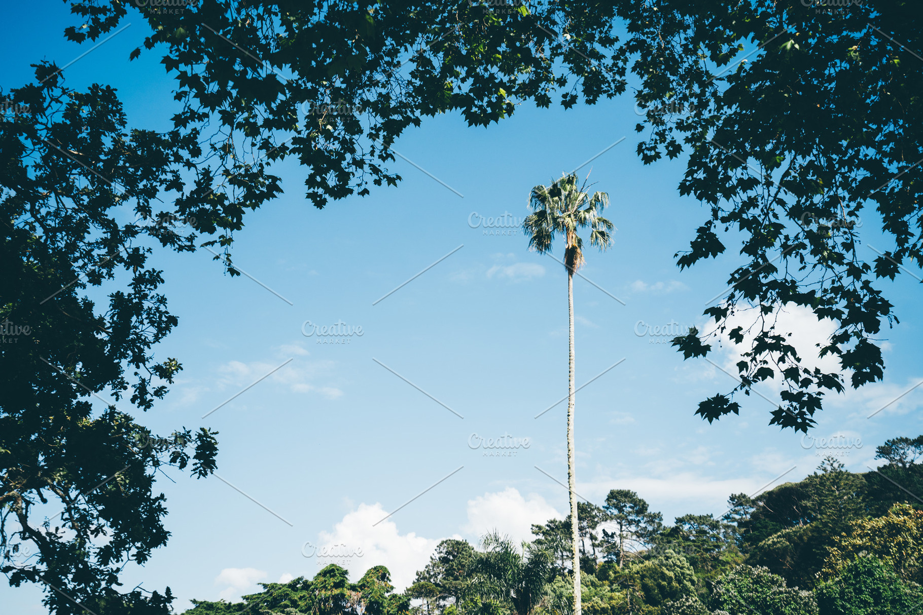 Palm tree framed by foliage, a Nature Photo by SkyNext