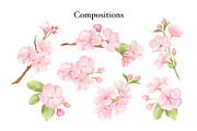 Watercolor Cherry Blossom Clipart, an Object Illustration by ArtGiftsStudio (Thumbnail 2 of 5)