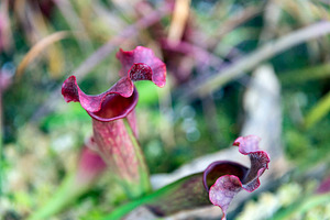 Sarracenia purpurea,, a Nature Photo by Imaginarium