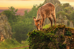 Water conch chick on a rocky cliff a, an Animal Photo by Perpis