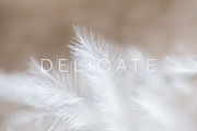 Delicate | 20 Feather Photos, a Nature Photo by Melanie Helena (Thumbnail 5 of 20)