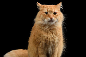 An adult red fluffy cat sits on a black background and looks for, an Animal Photo by ndanko