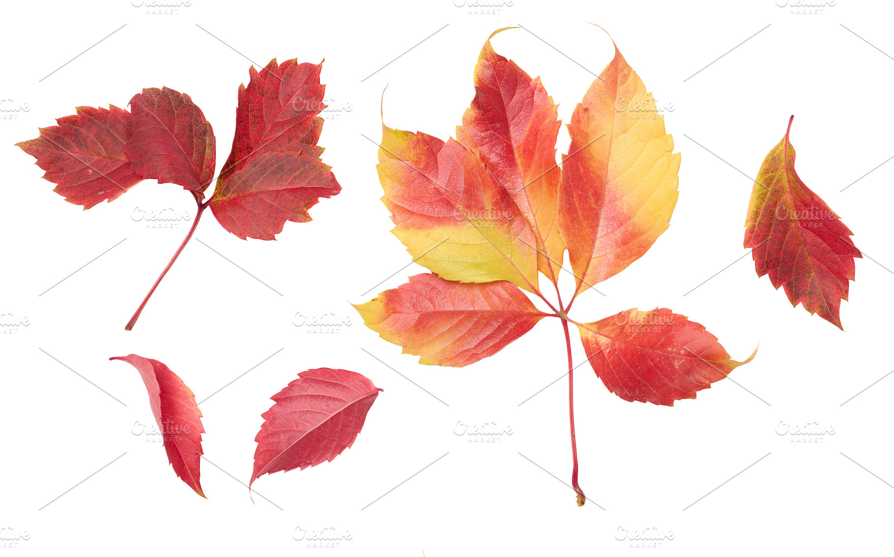 Fallen leaves of maidenhair vine, red and yellow shades, jagged, a Nature Photo by ndanko