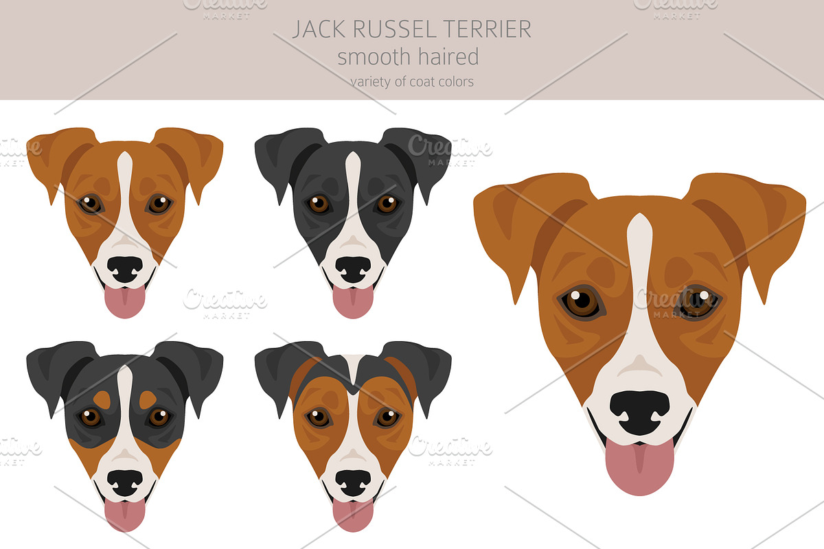 Jack Russel Terrier smooth-haired, an Animal Illustration by pet design shop (Photo 5 of 6)