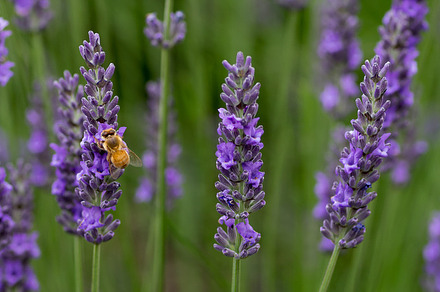 Field Of Lavender Blooms preview 6