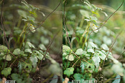 PHOTOSHOP actions set Greenhouse, an Action Add-On by Les Hirondelles Ph (Thumbnail 9 of 10)