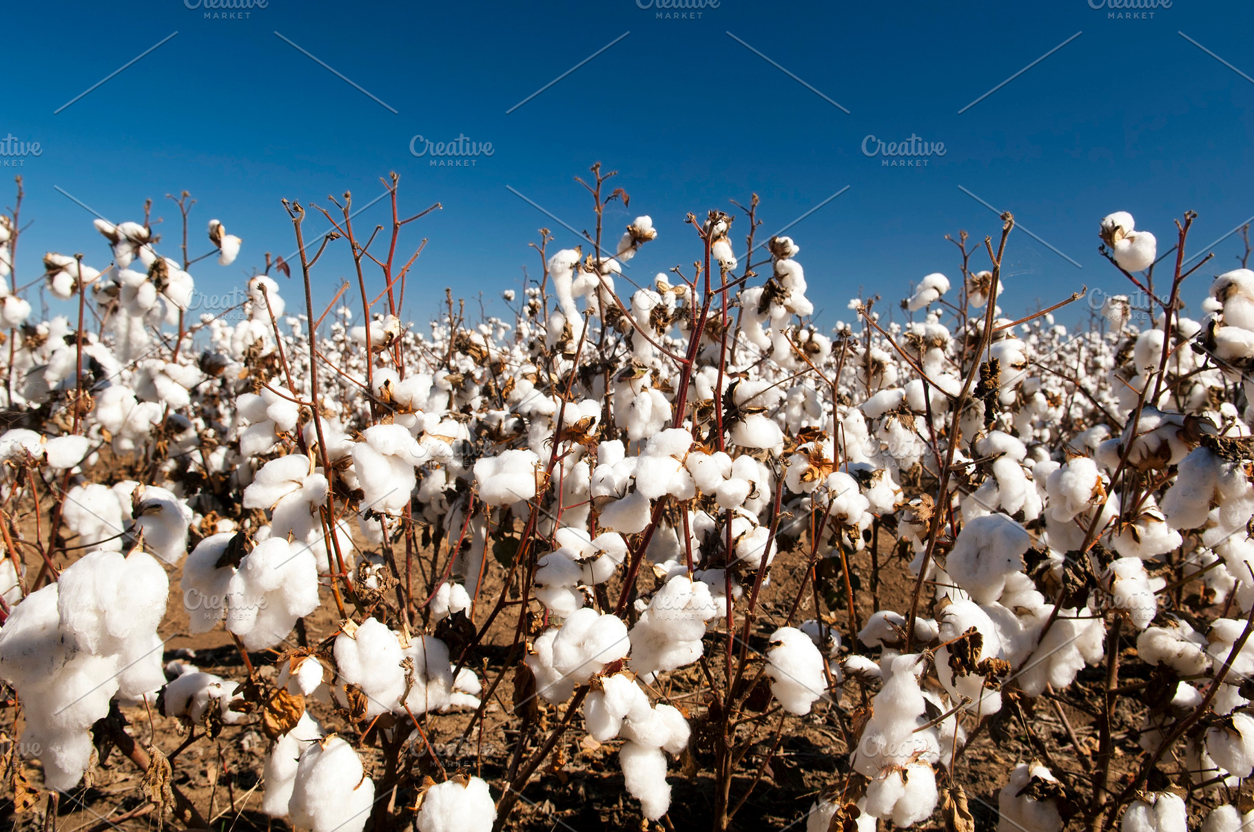 Cotton Fields Blue Sky, a Photo by THP Creative