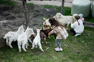 Young children feeding and petting baby goats on a rural farm fence, outdoor pl, a Person Photo by AS photostudio