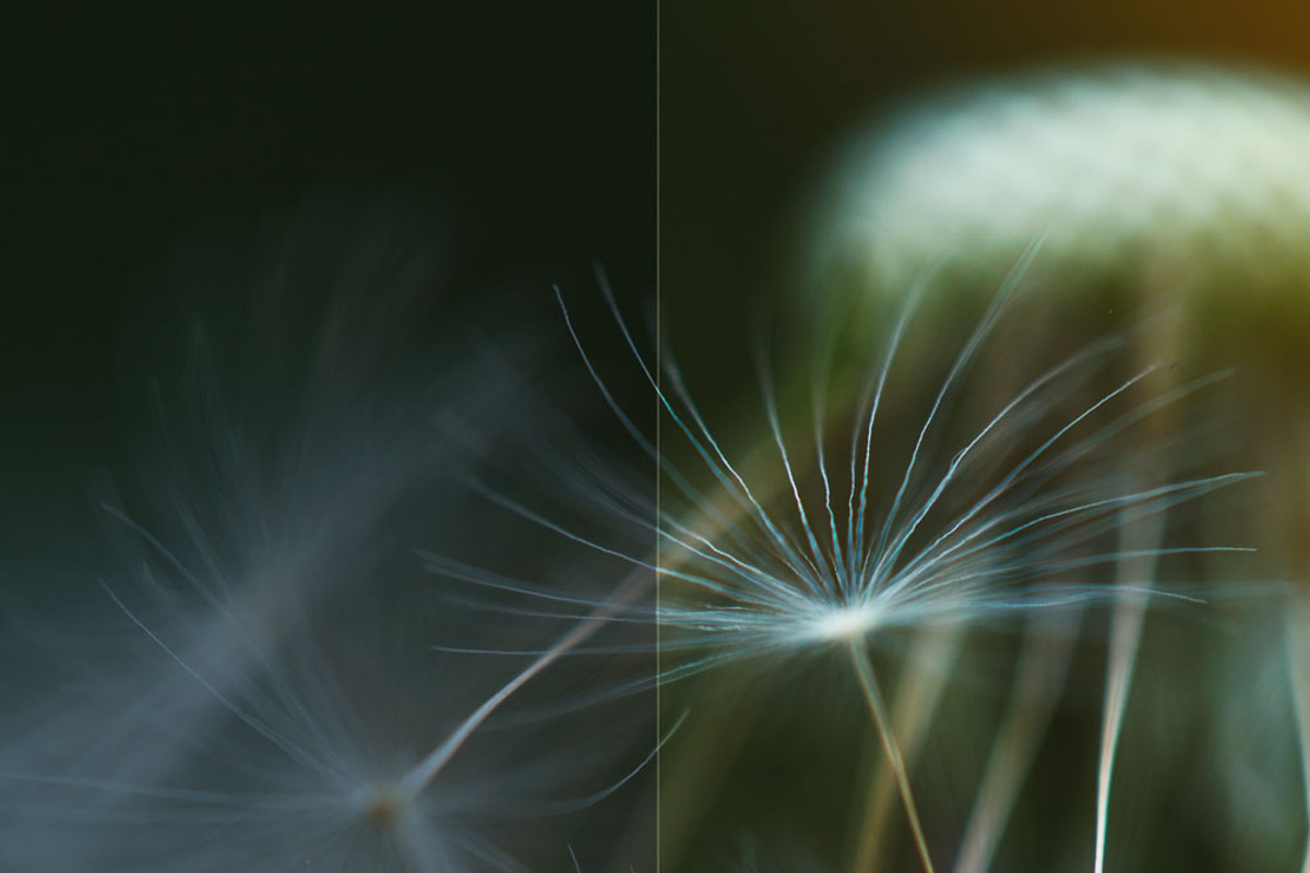 Allium PHOTOSHOP action, an Action Add-On by Les Hirondelles Ph (Photo 2 of 9)
