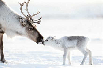 Minimalist Reindeer Portrait, a Photo by Virgo Studio