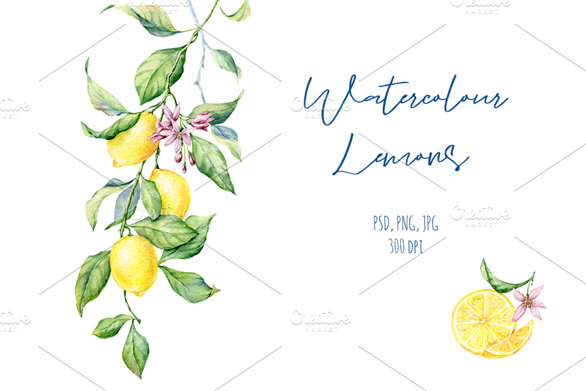 Watercolour Lemons, a Food Illustration by Botanical Art Shop (Photo 1 of 4)