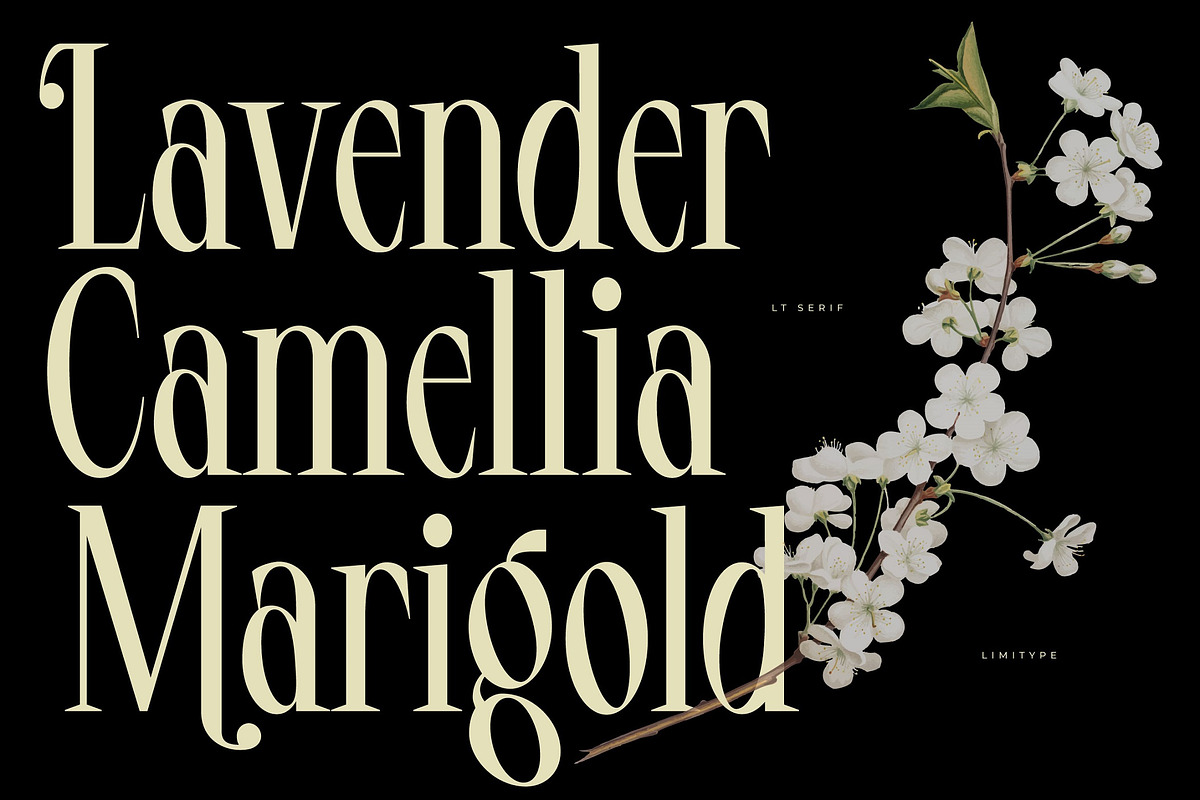 LT Serif - Modern Serif Font, a Serif Font by limitype (Photo 2 of 9)