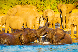 Young Elephants Playing In Water, an Animal Photo by THP Creative