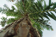 98 Trees view from below, a Nature Photo by Handmadefont (Thumbnail 40 of 98)