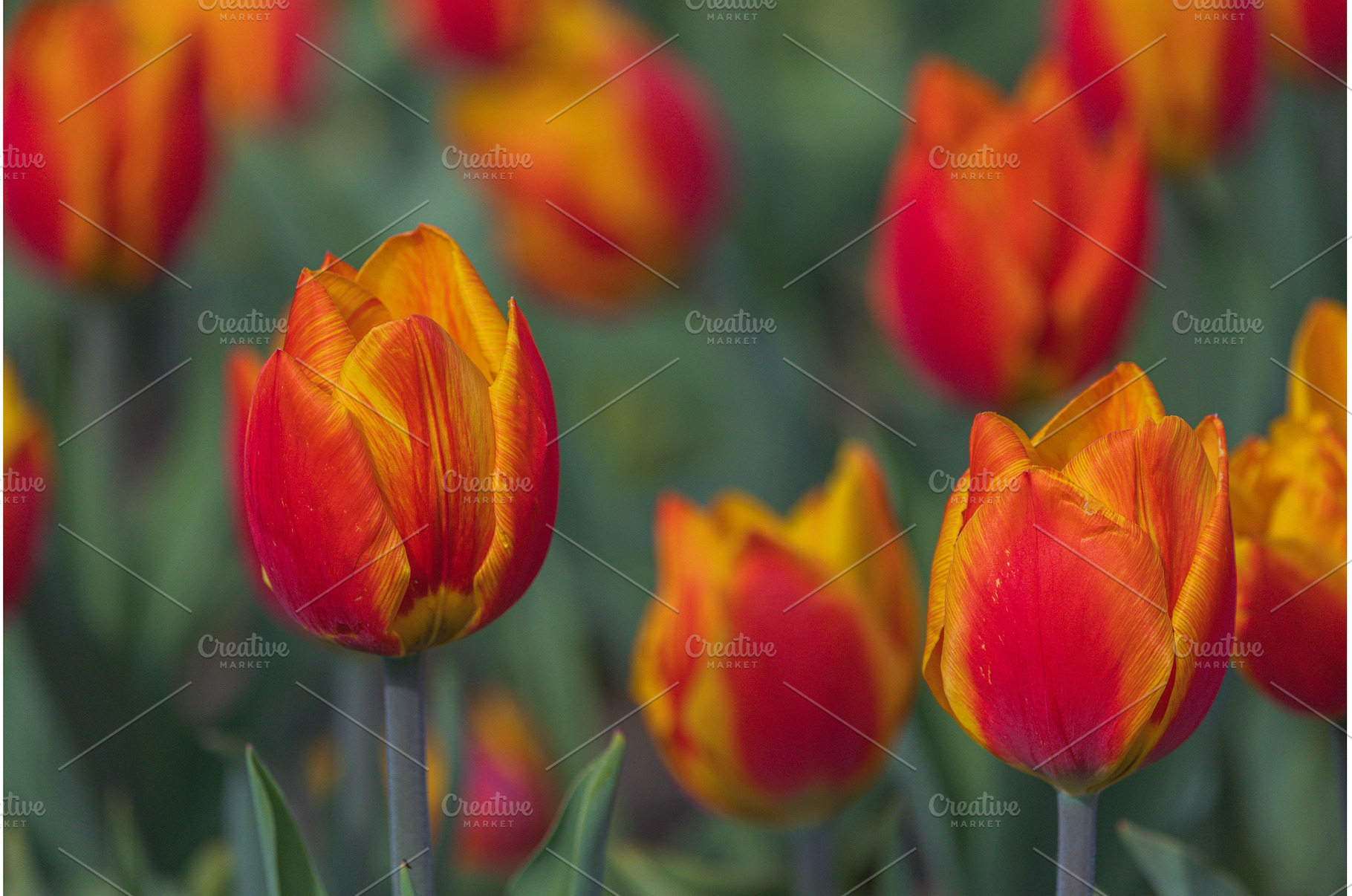 Bicolored red and yellow tulips in, a Nature Photo by Lukas Jonaitis SHOP
