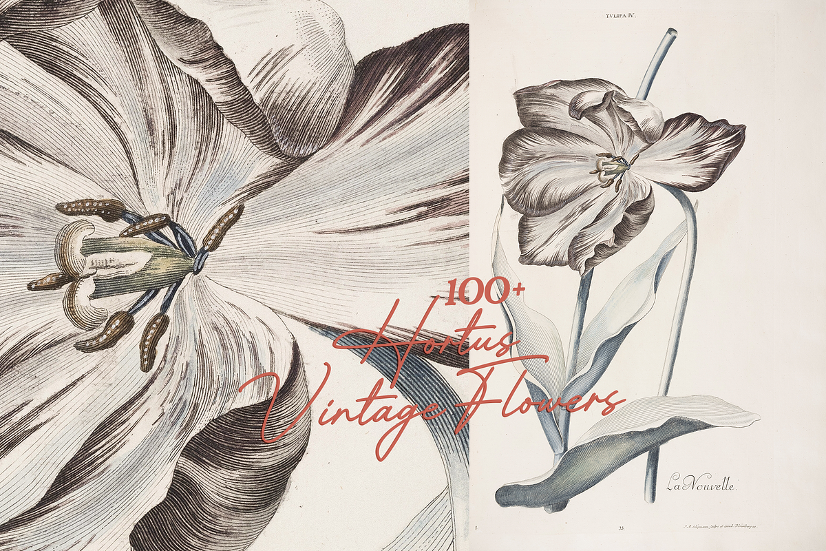 Hortus Vintage Flowers Prints, a Decorative Illustration by Digital Museum (Photo 4 of 9)