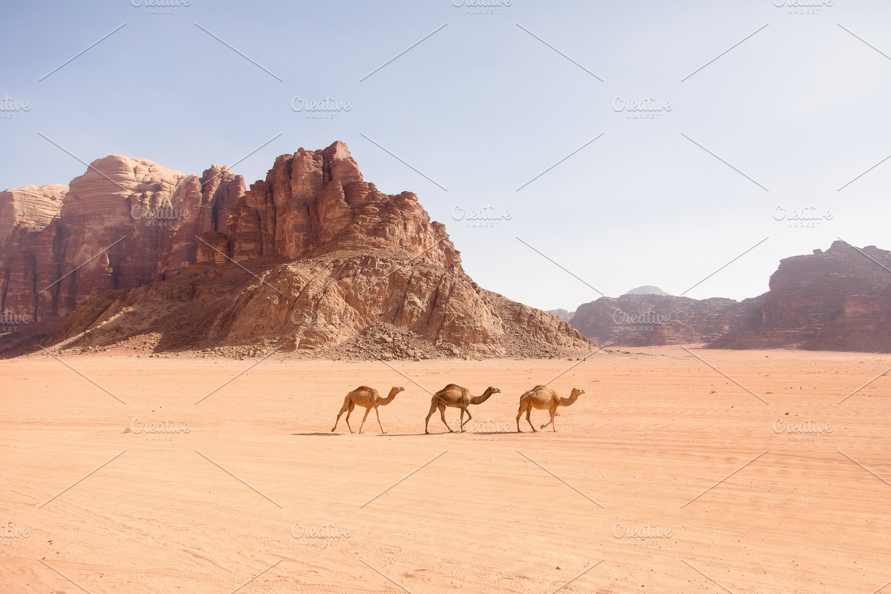 Three Camels in the Middle East, an Animal Photo by Kunkel Adventures